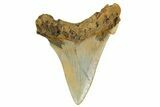 Serrated Angustidens Tooth - Megalodon Ancestor #368642-1
